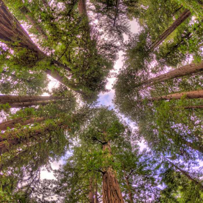 Near Mount Tamalpais from Muir Woods