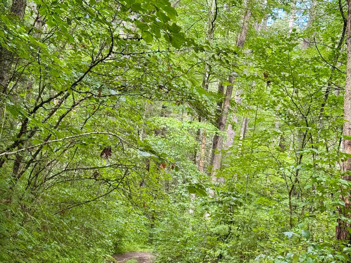 Beaver Creek Road - CR 21 photo 6