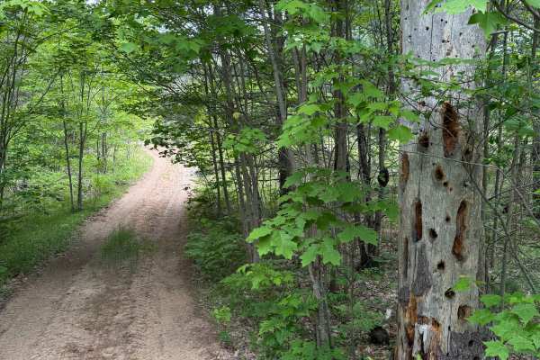 Kalkaska South Mountain Bike Trail