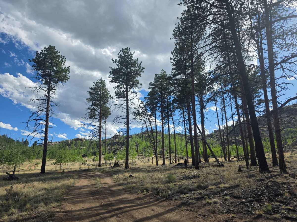 Springer Gulch Road - FS 246 photo 3
