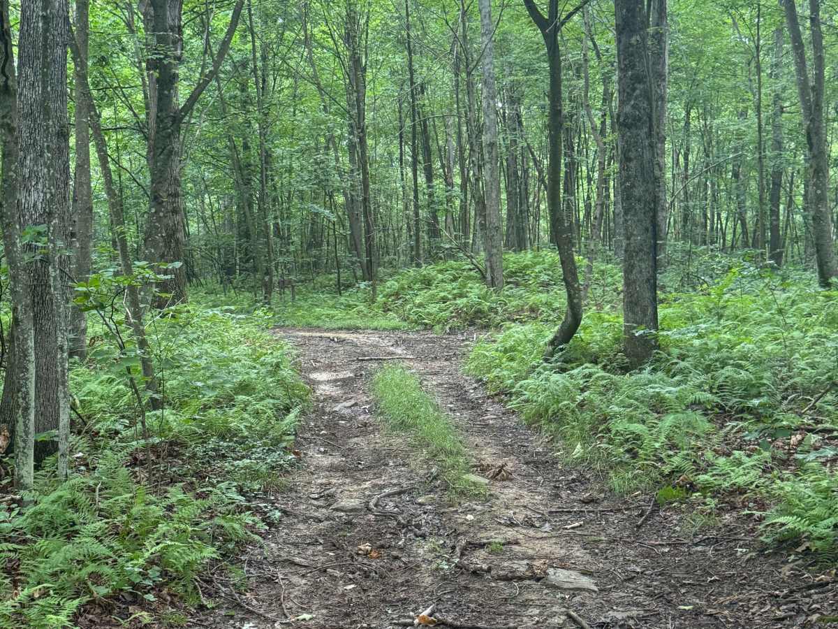 Trail 53 photo 2