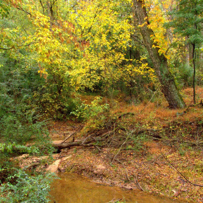 Near Abbots Bridge Trail Near Abbots Bridge Trail