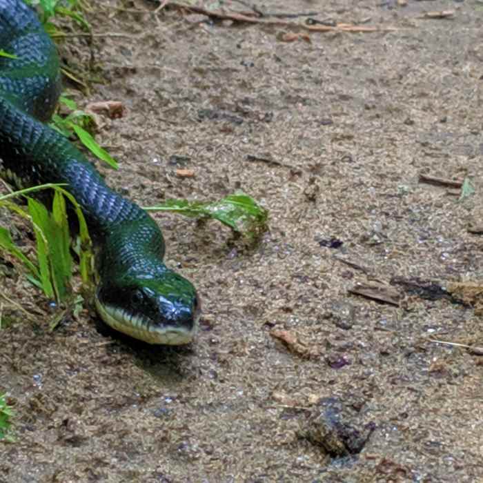 A nonvenomous black rat snake sunbathing on the Mckeldin View Trail. Always remember to give wildlife a wide berth and treat them with respect! Near Mckeldin River Crossing South