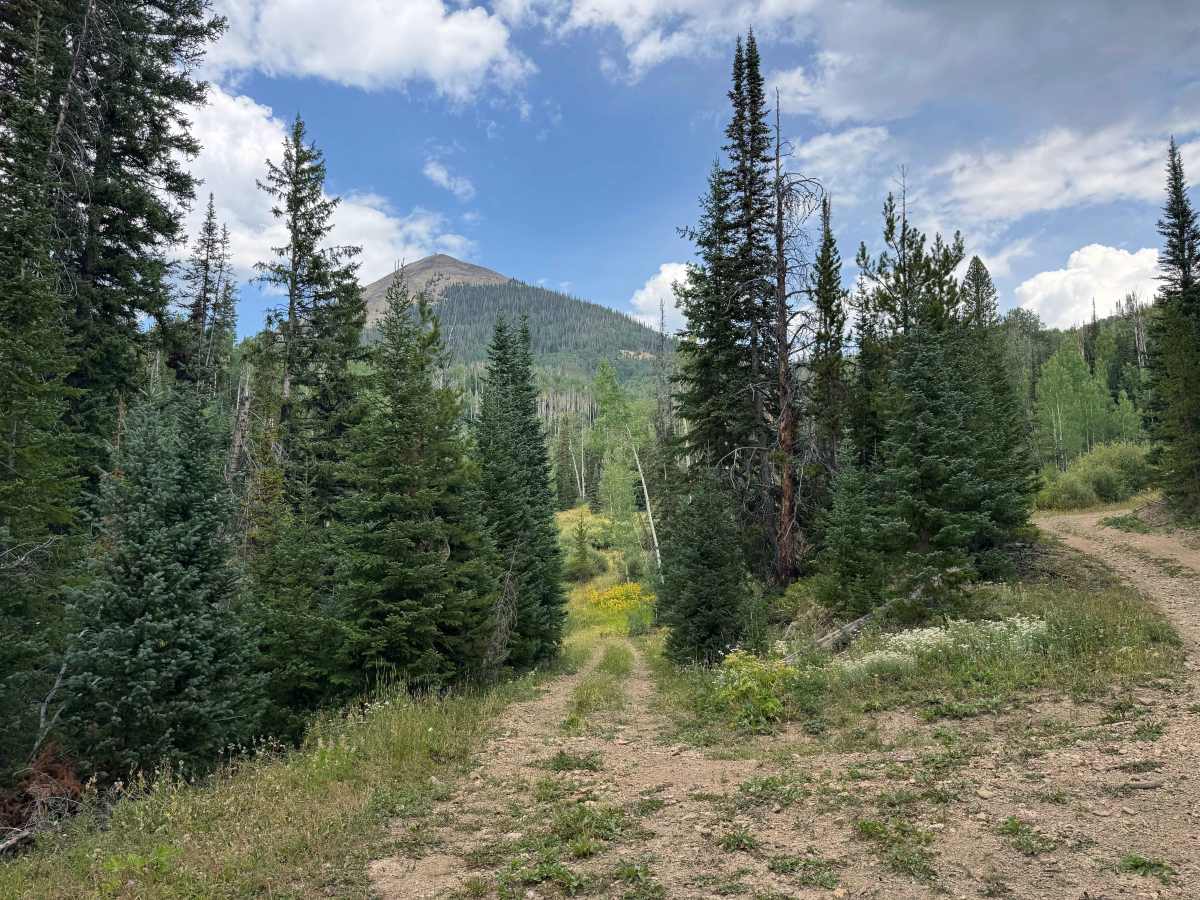Little Mountain Road trail photo