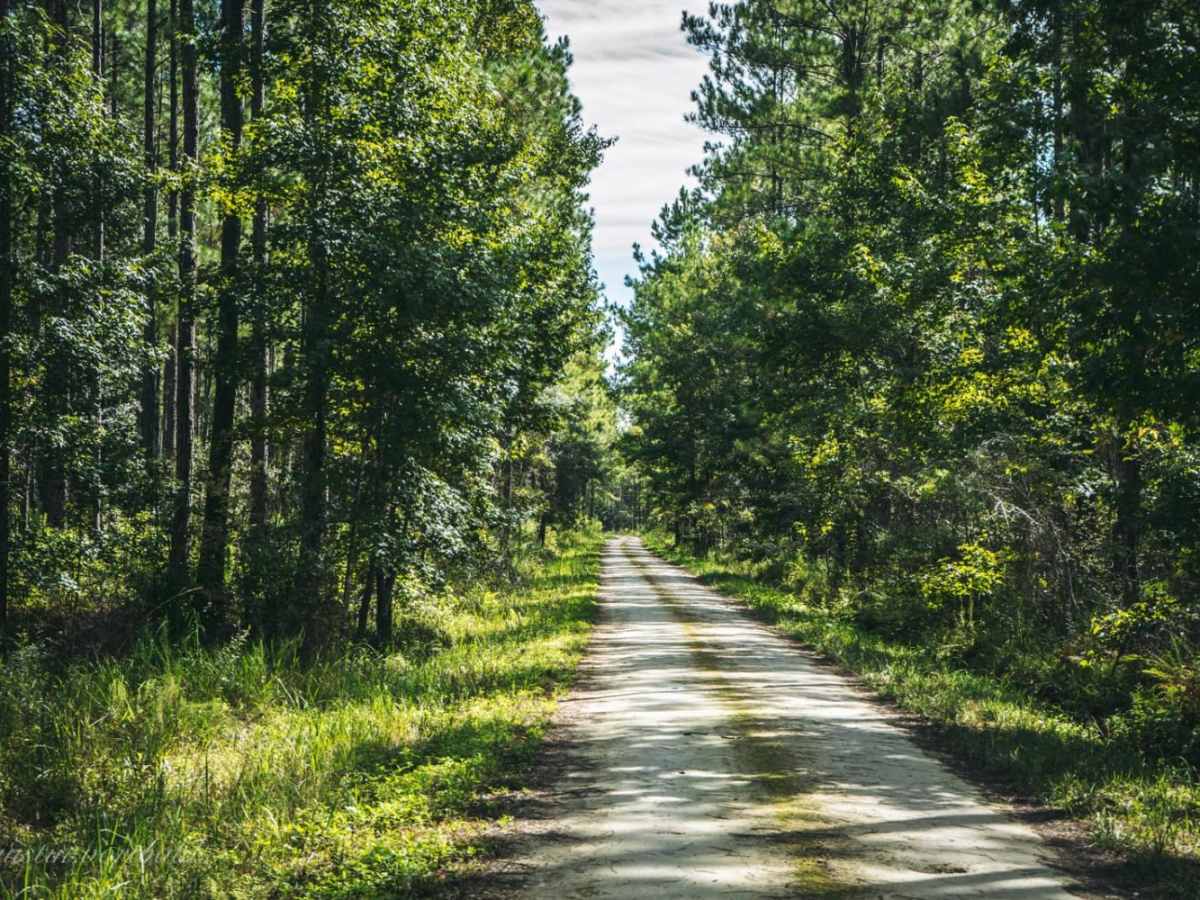 Four Creeks State Forest Main Road photo 2