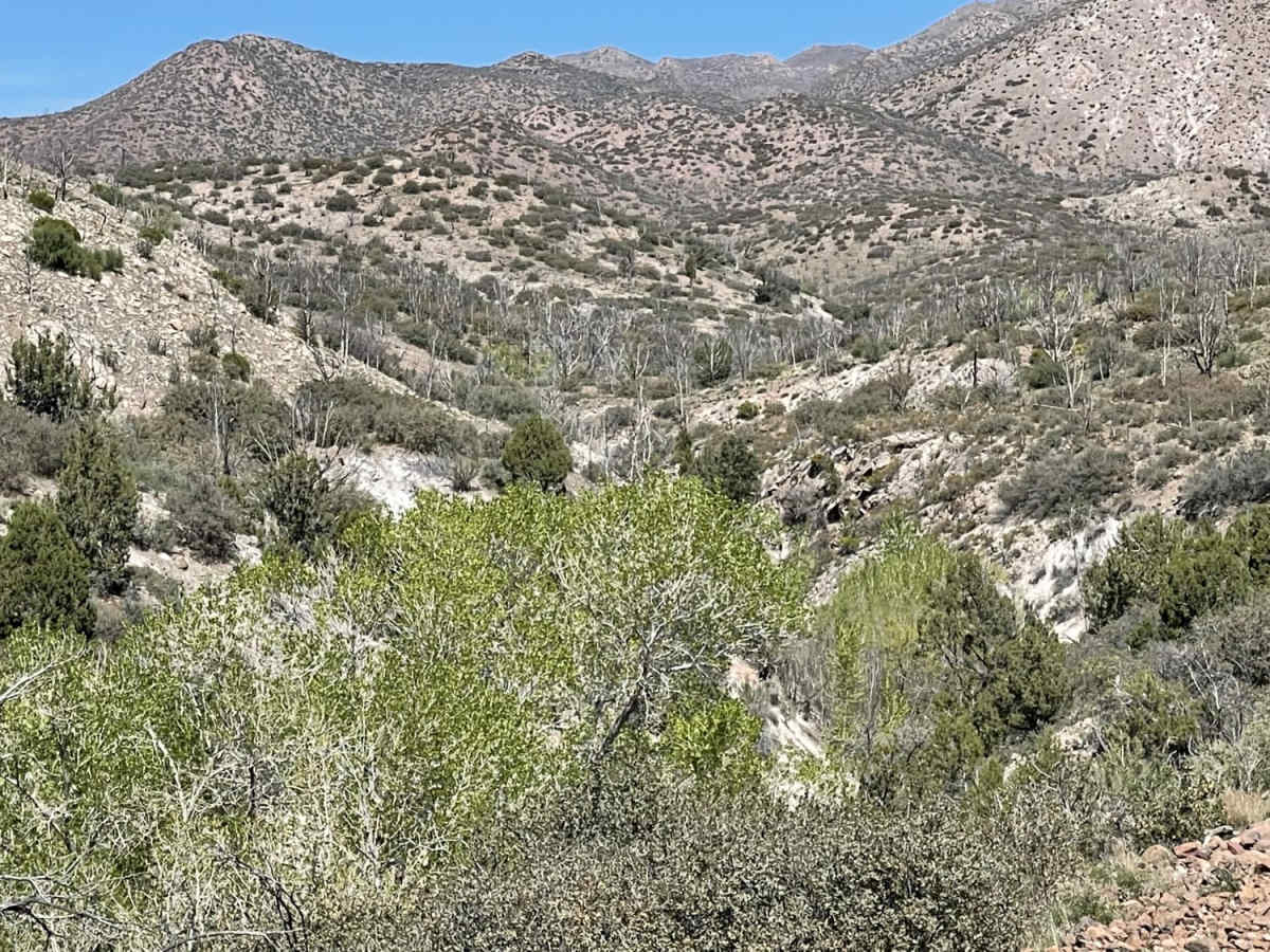 8-Mile Springs photo 3