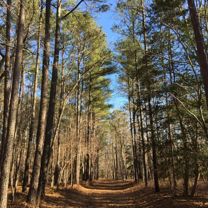 Near Long Meadow Trail