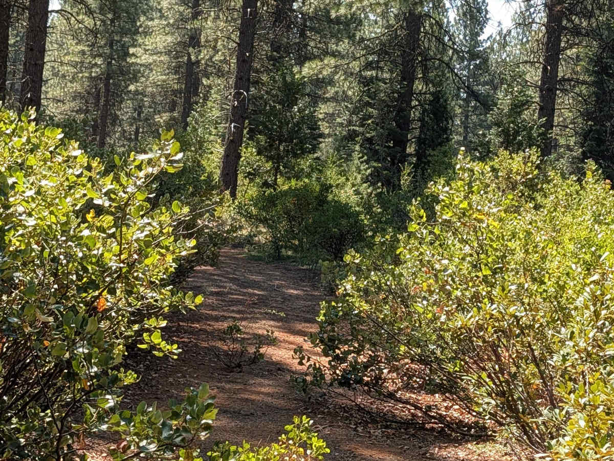 Porcupine Butte - FS 42N20 photo 5