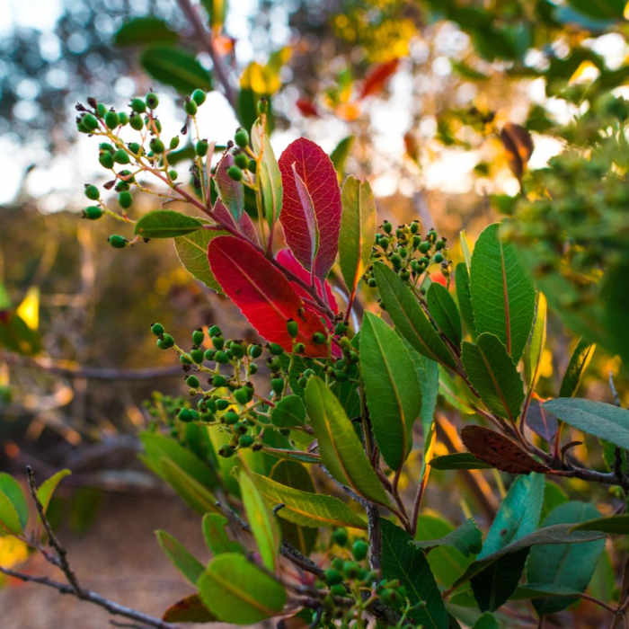 Near Nipomo Native Garden Loop Near Nipomo Native Garden Loop