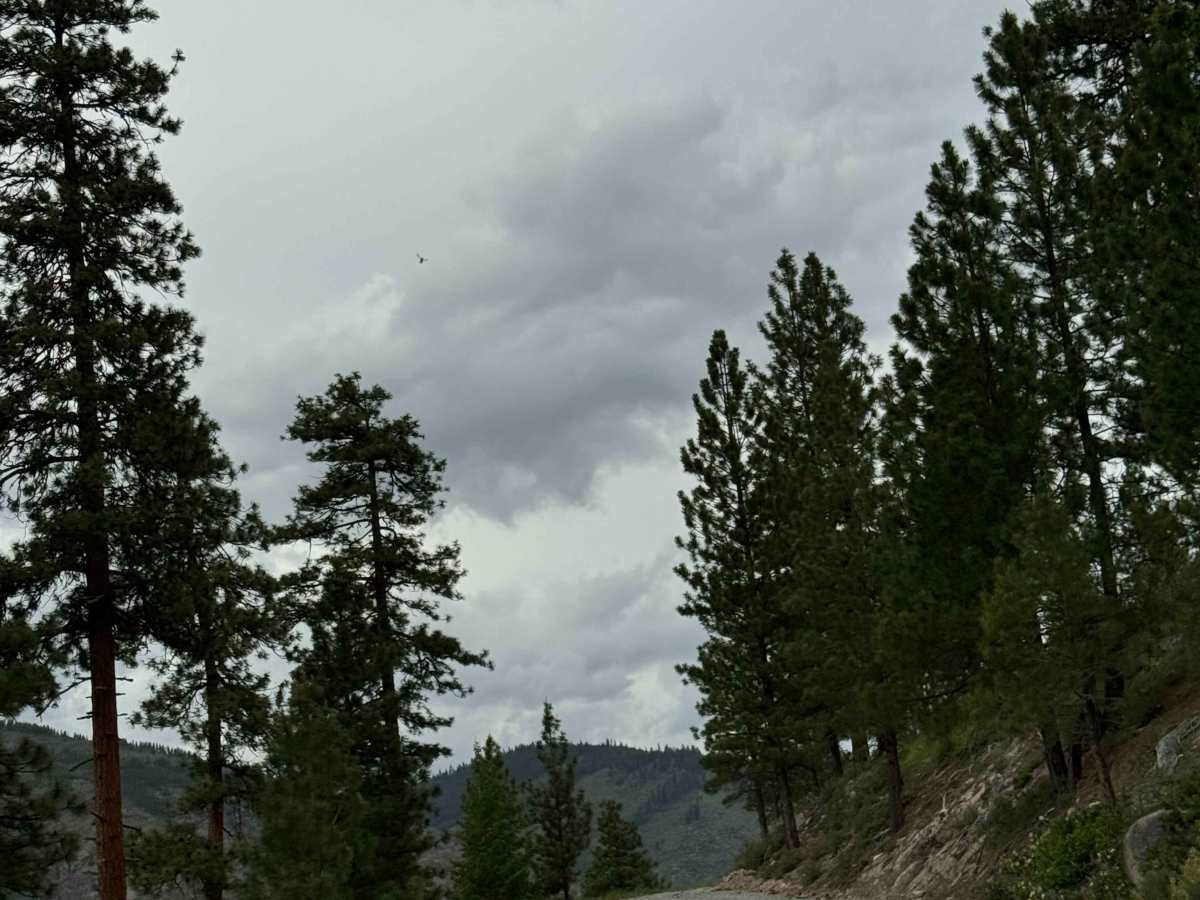 Deer Road - FS 8020-117 photo 4
