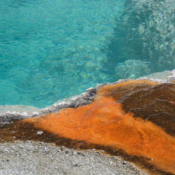Near West Thumb Geyser Basin Trail