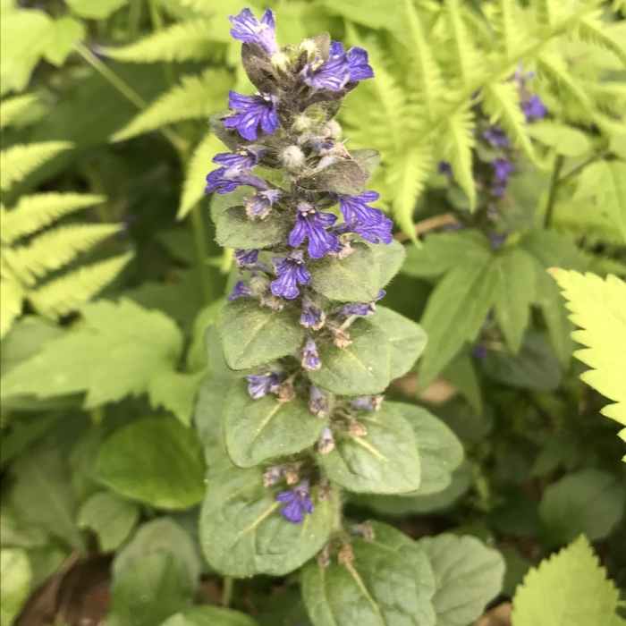 Bugleweed (Ajuga reptans). Near Walter - Newton Loop