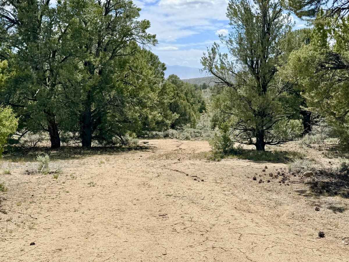 Reeder Spring - FS 43374 photo 6