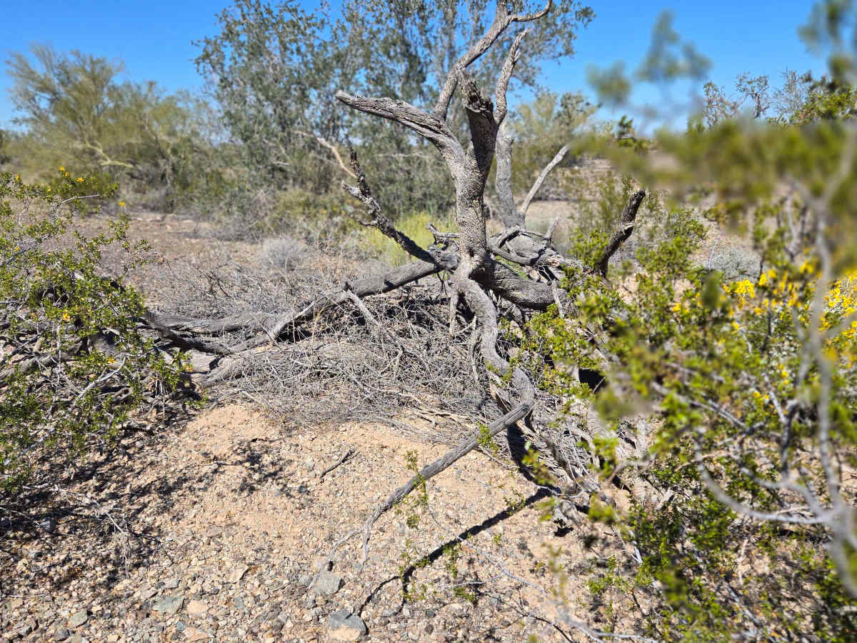 LP776 Connector Trail photo 4