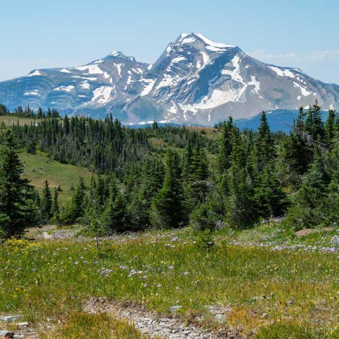Near Swiftcurrent Pass Trail