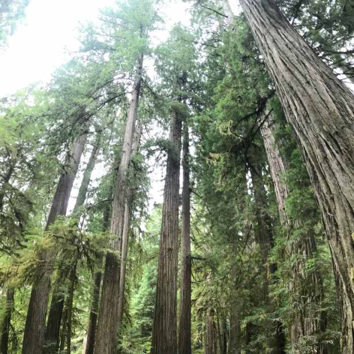 Near Simpson-Reed Trail