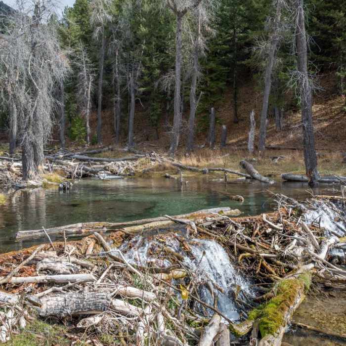 Near Temple Fork Sawmill Out and Back