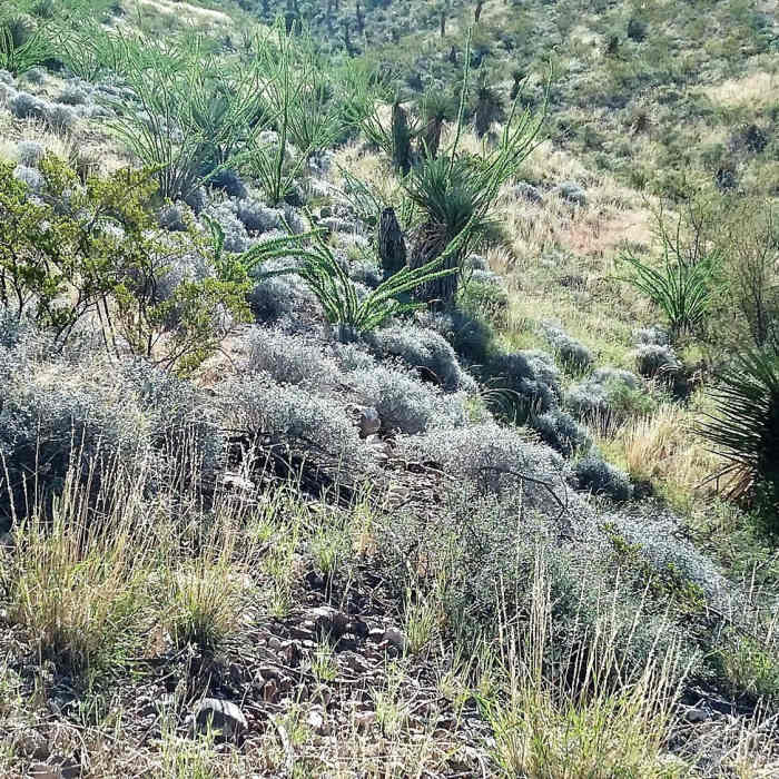 Typical plants along the trail Near Bike Loops
