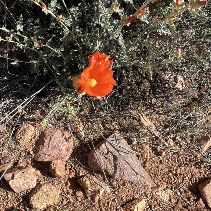 Near Arizona Trail Passage 15: Tortilla Mountains