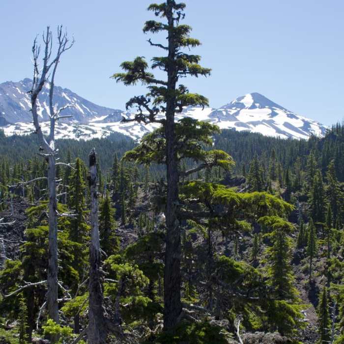 Near Obsidian Trail Hike Near Obsidian Trail Hike