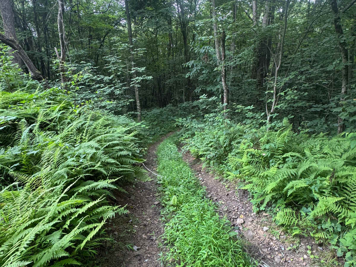 Trail 83 photo 2