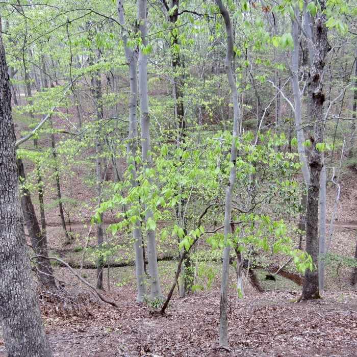 Near Bacon Ridge Trail: Phase I