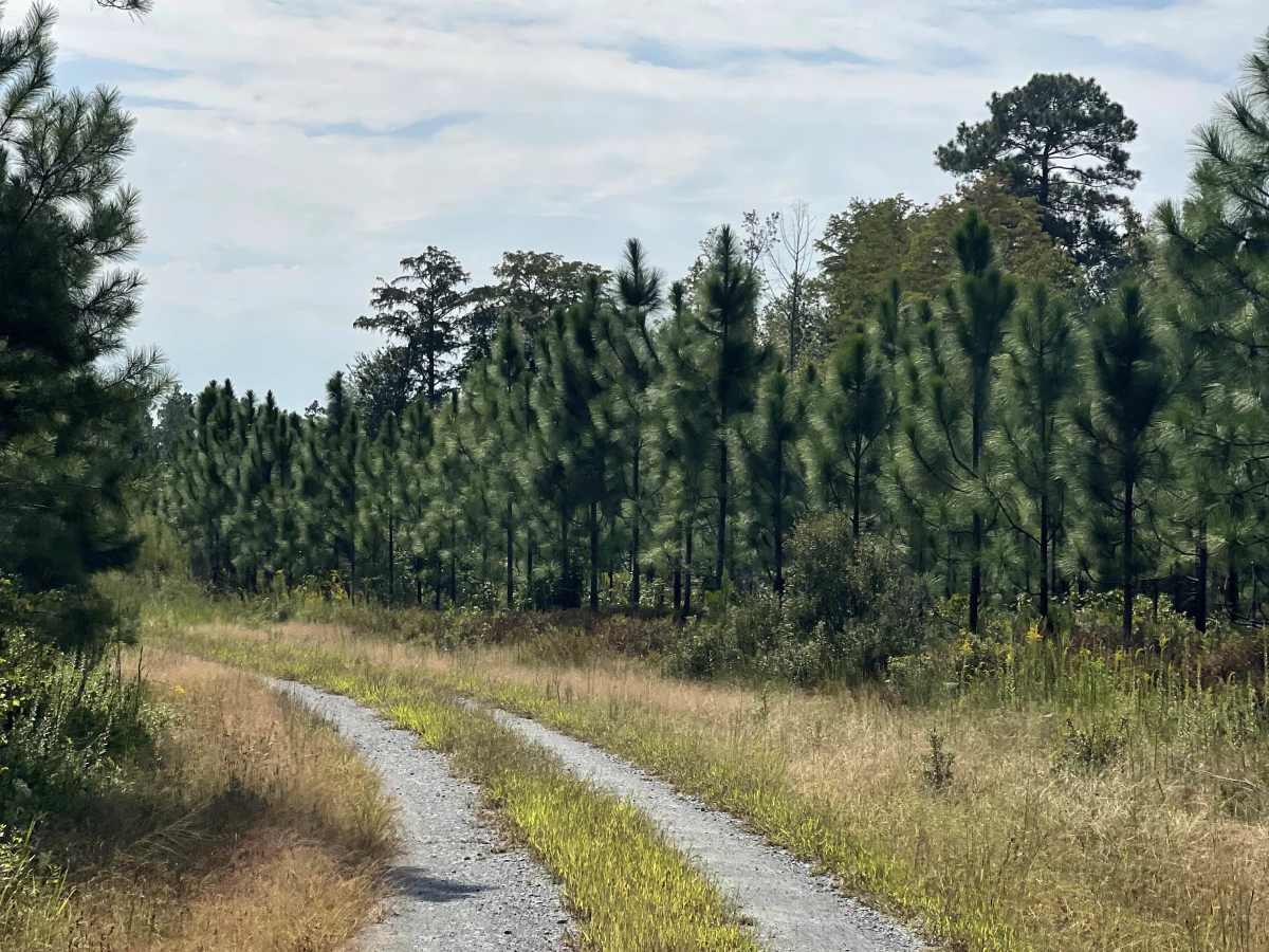 Lonesome Pine trail photo
