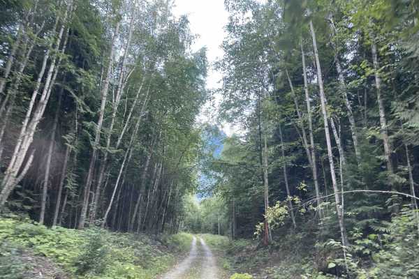 Canoe River Road to Kinbasket Lake
