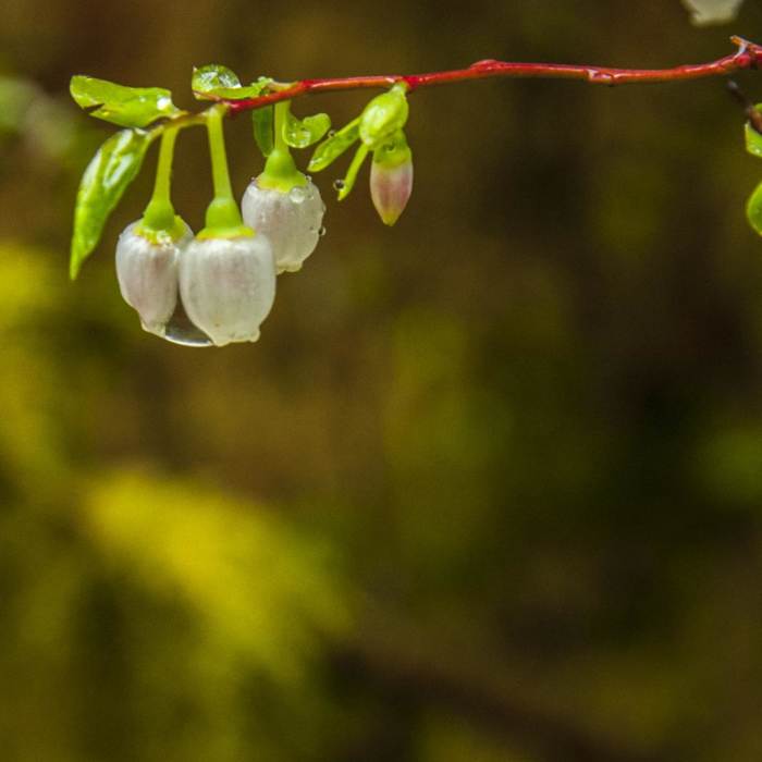 Near Hoh Rain Forest Loop
