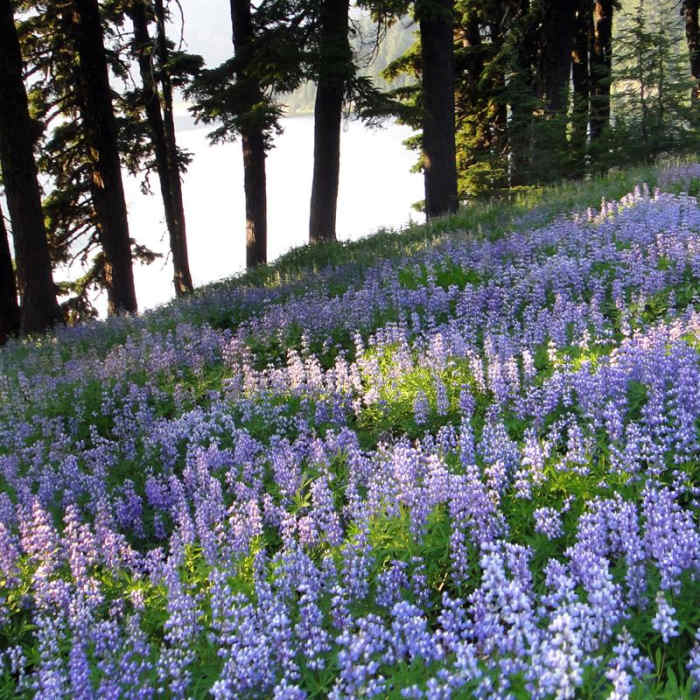 Near Green Lakes Near Green Lakes