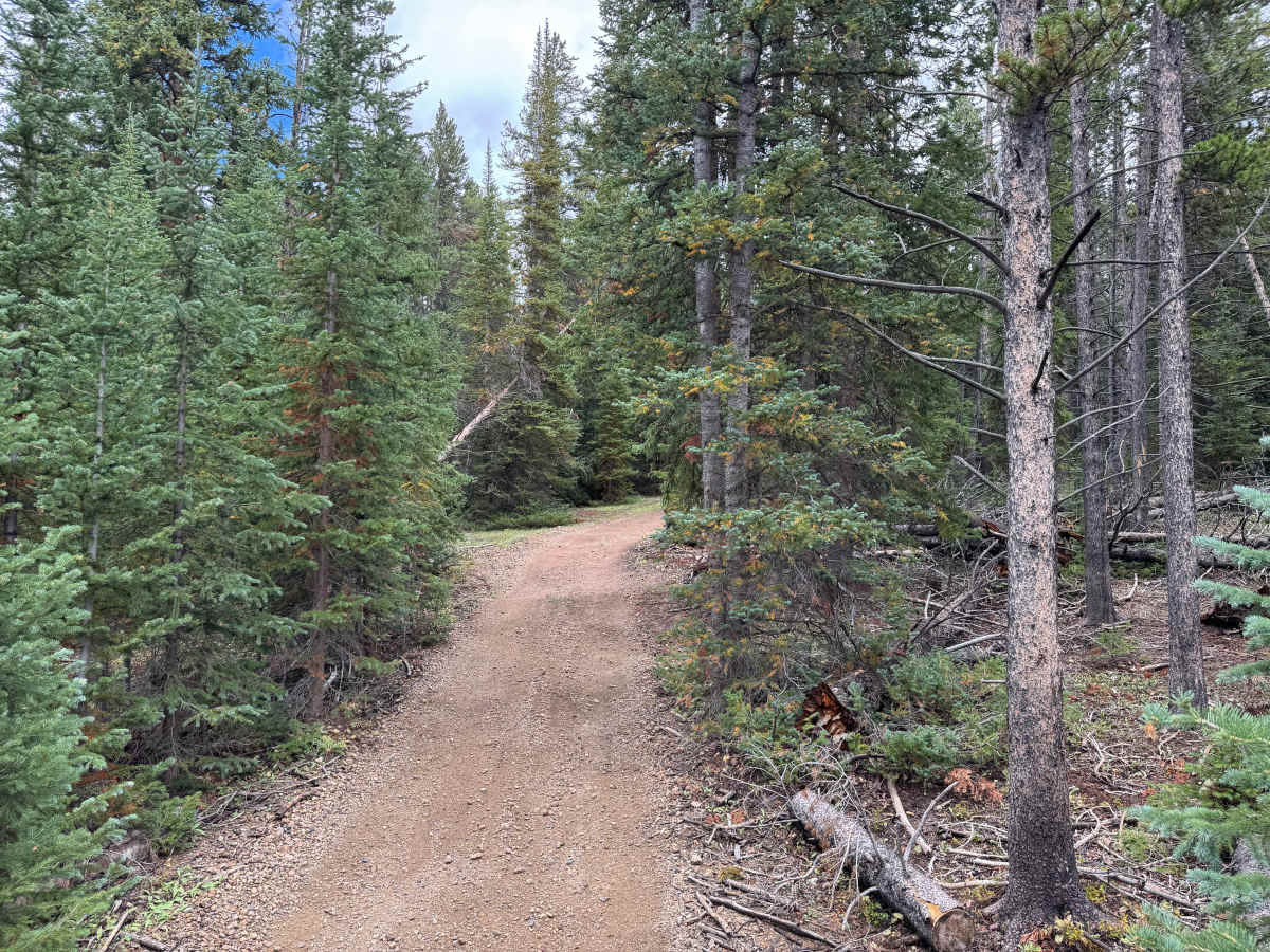 Forest Queen Road photo 2