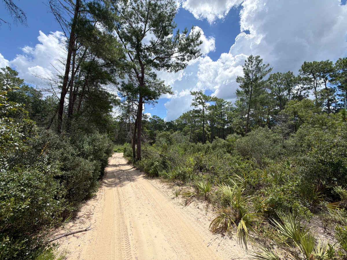 Ocala National Forest - 445-2.3 photo 2
