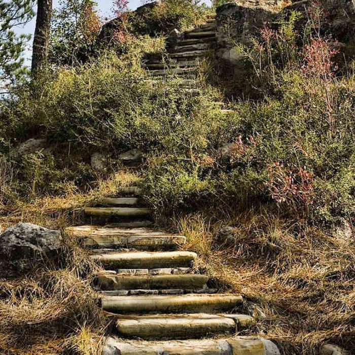 These steps lead up to the vista. Near Longleaf Vista Interpretive Trail