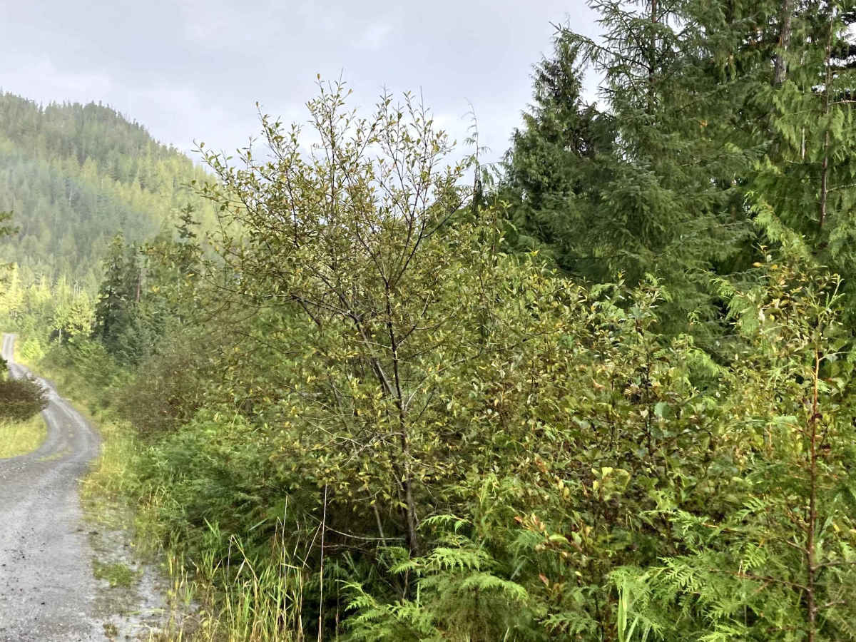 Shelter Cove Road (section 1) trail photo