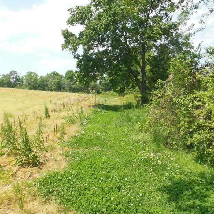 Near Murray's Mill Trail