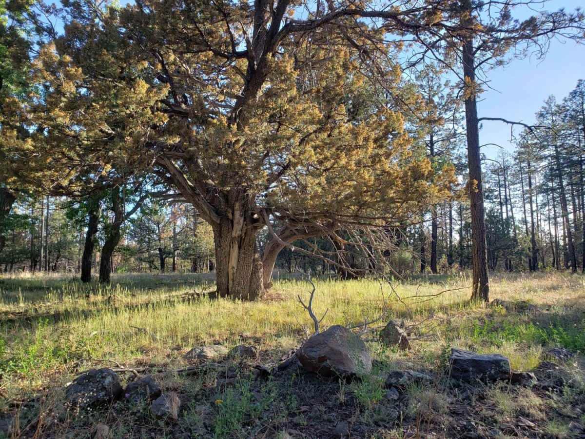Kelsey Spring Trailhead photo 5