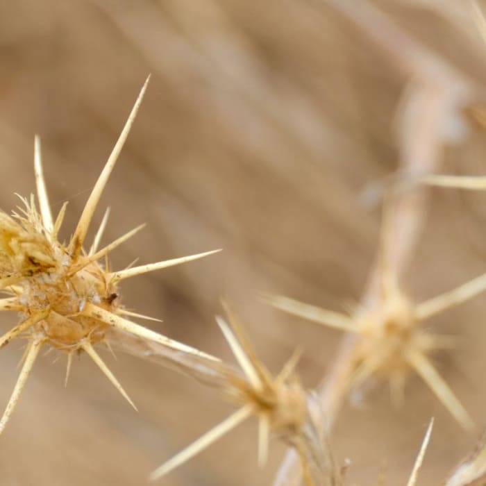 Near Carquinez Overlook Loop