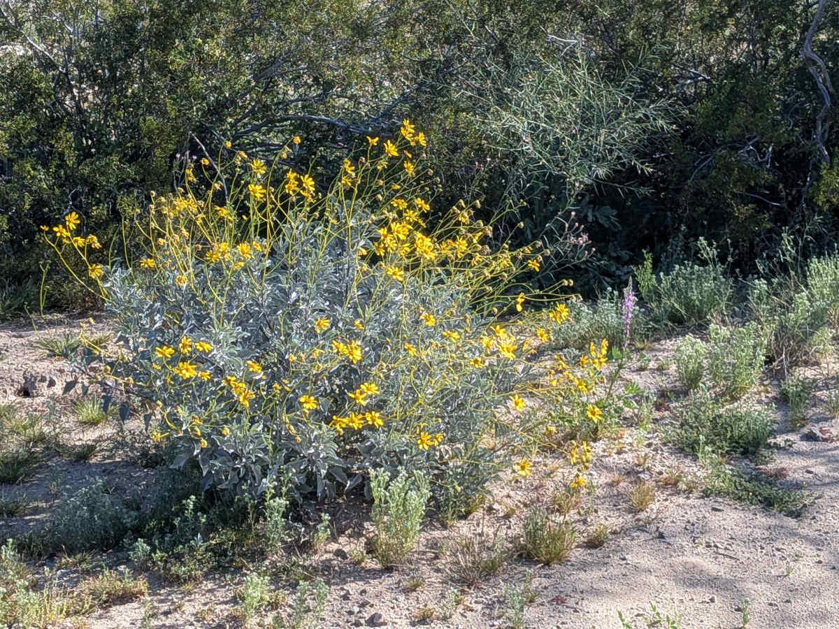 Summit Flats 280 photo 3