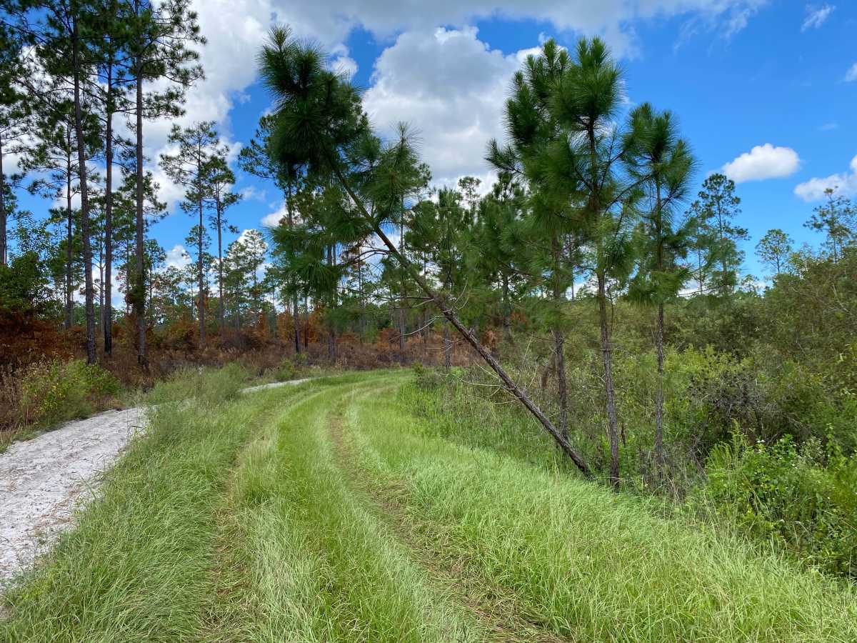 Turtle Pond Road trail photo