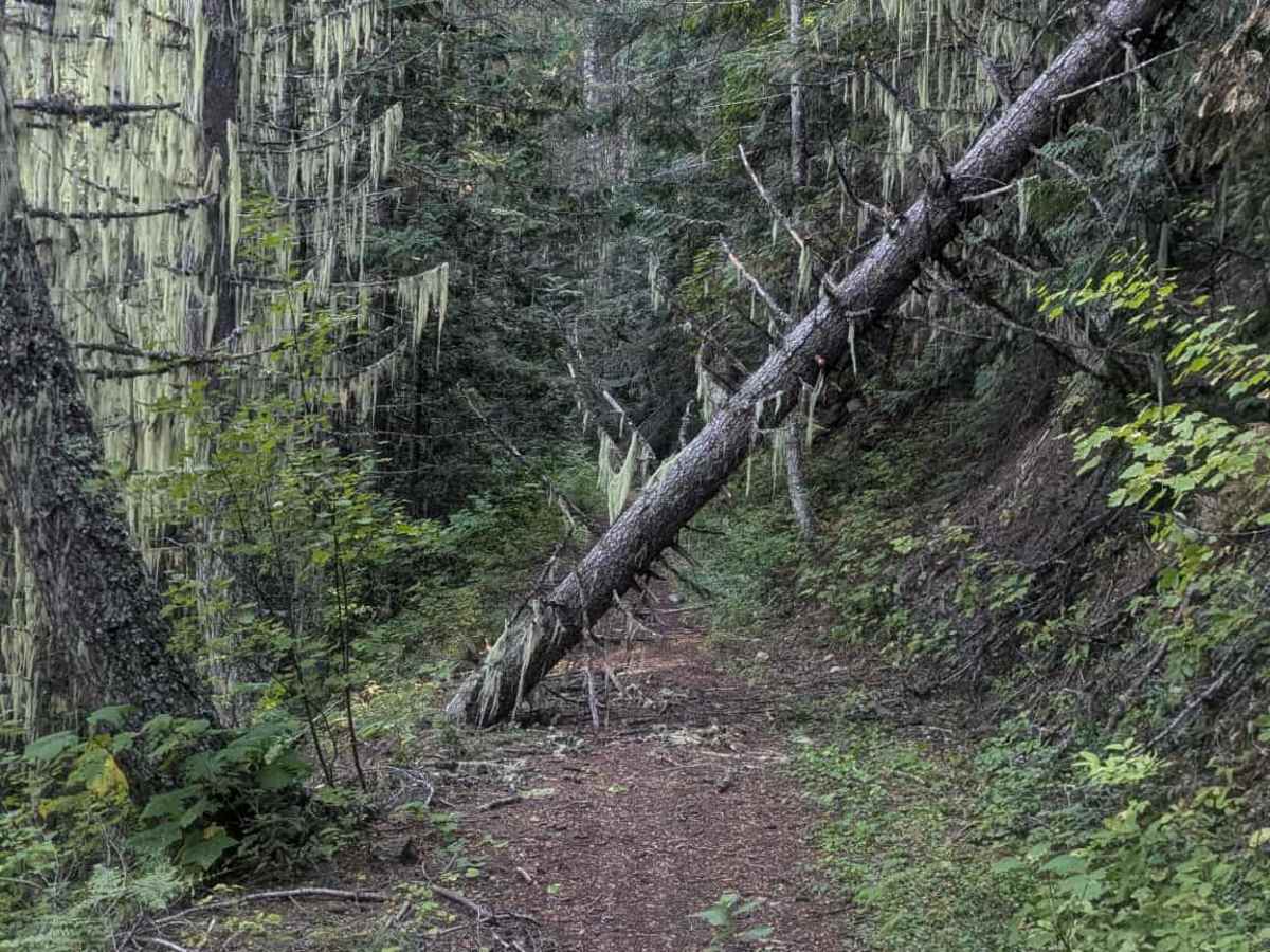 Fish Butte Saddle photo 5