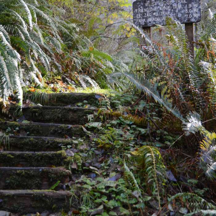 Stairs tempt you up the west ridge trail Near West Ridge Trail