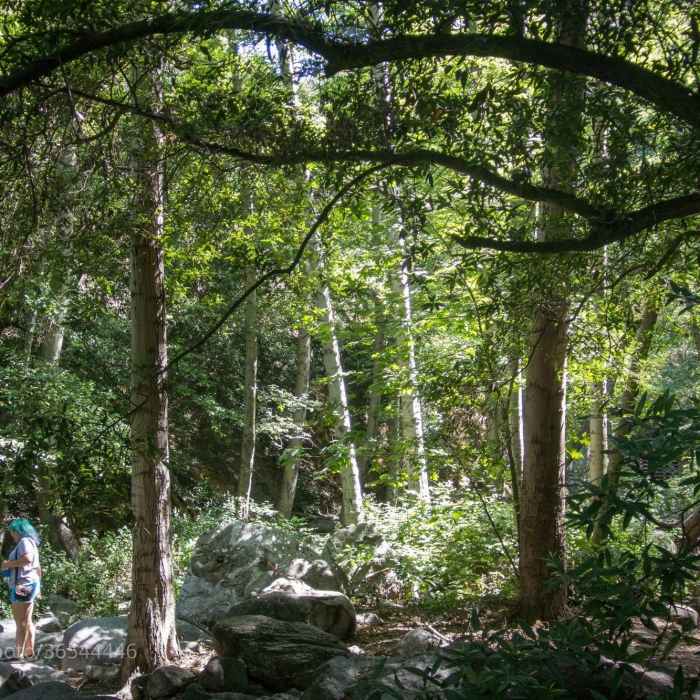 Near Sturtevant Loop Trail #11W14.A