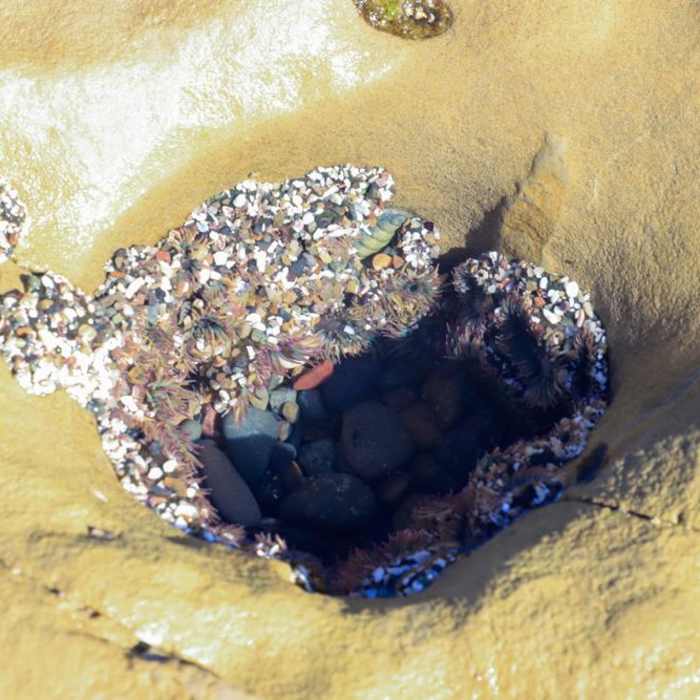 Near Point Loma Tide Pools