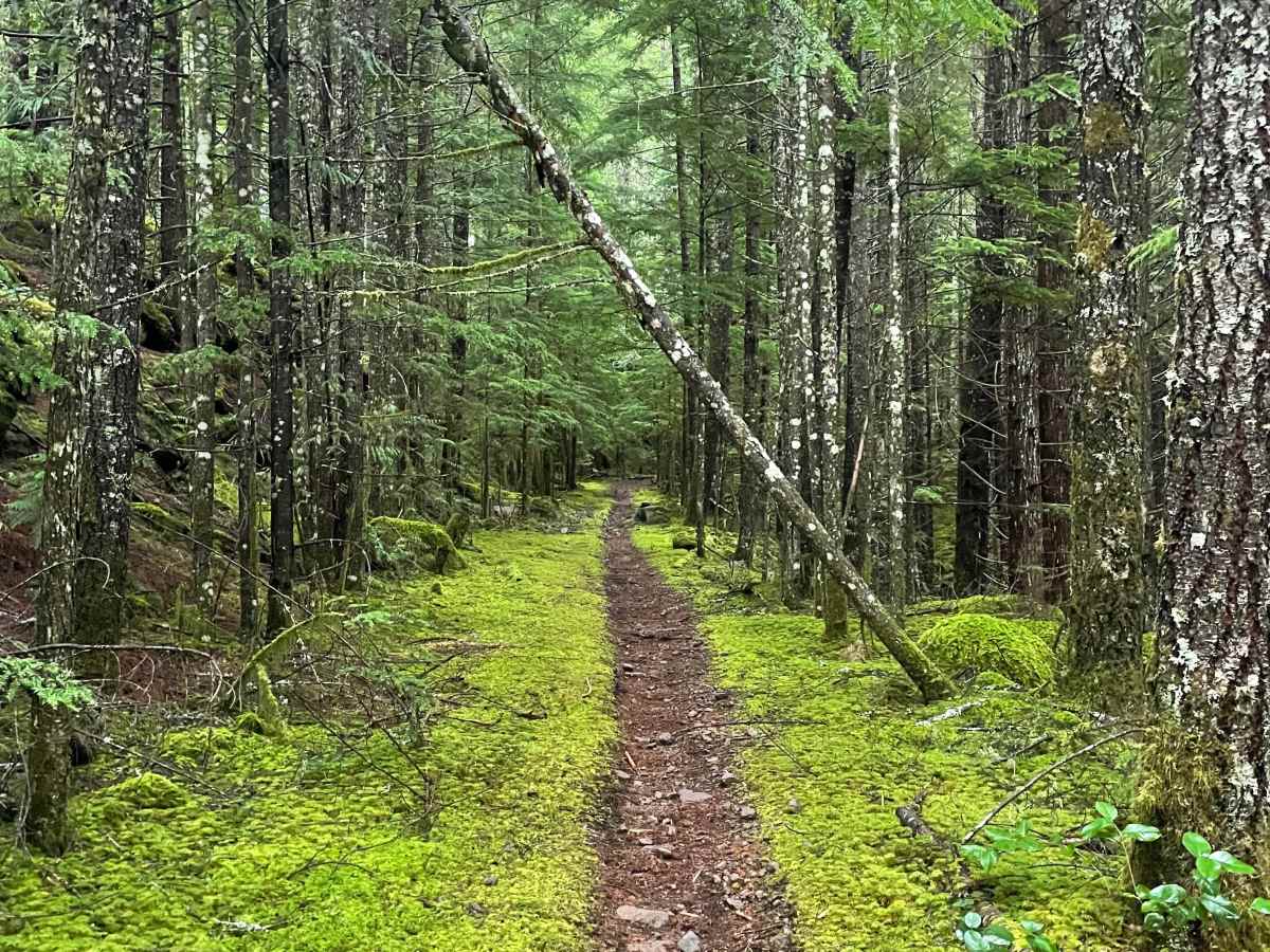 Bailout trail photo