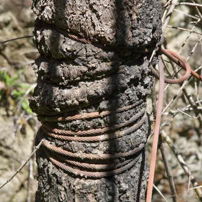 Near Rogue River Trail - Day 2