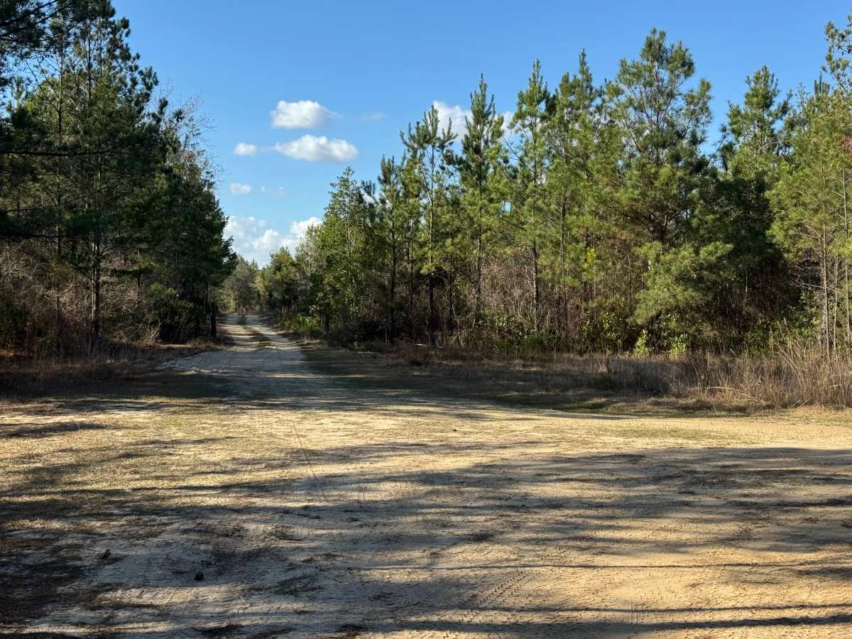 Doe Road photo 4
