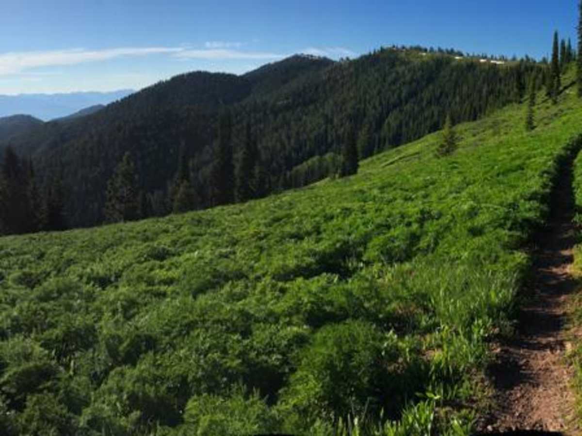 Red Ridge photo 4