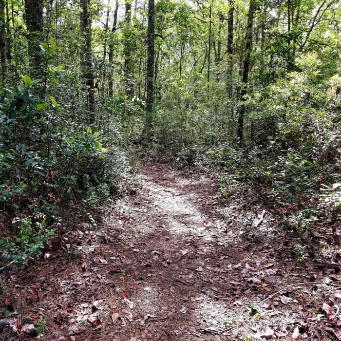 Section of Blue Trail Near Losco Regional Park Trails