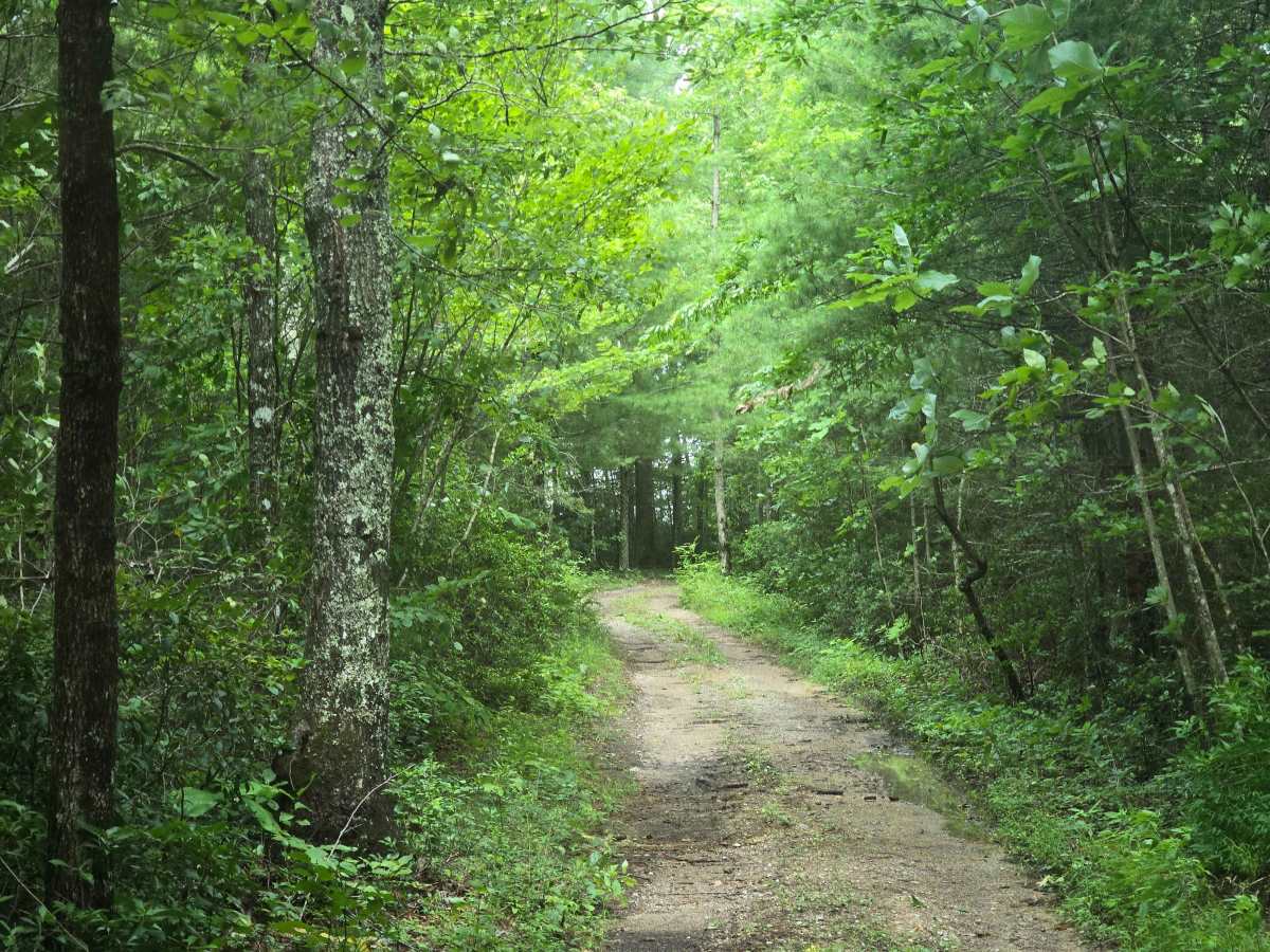 Hatfield Ridge Trail photo 5