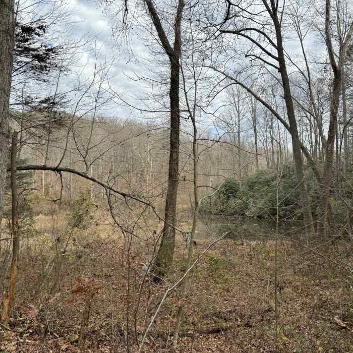 Near Volunteer Loop Trail